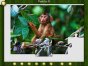Logik-Spiel: 1001 Puzzles: Wilde Tiere